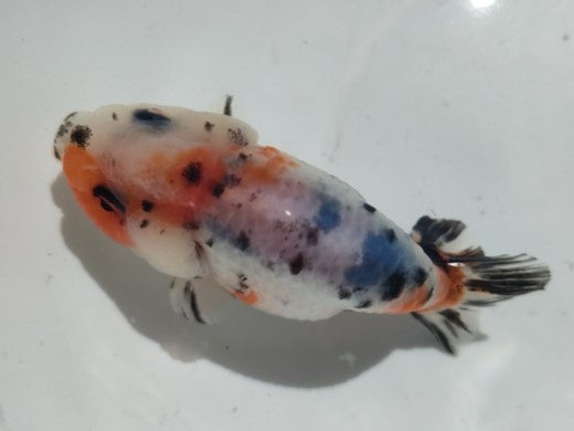 生体加藤産桜錦弐歳魚約7センチ(1匹)らんちゅう/金魚/江戸錦/変わりらんちゅう/きんぎょ/国産金魚【金魚小屋-希-福岡】