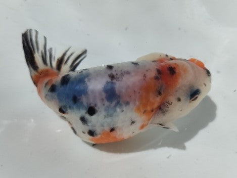 生体加藤産桜錦弐歳魚約7センチ(1匹)らんちゅう/金魚/江戸錦/変わりらんちゅう/きんぎょ/国産金魚【金魚小屋-希-福岡】