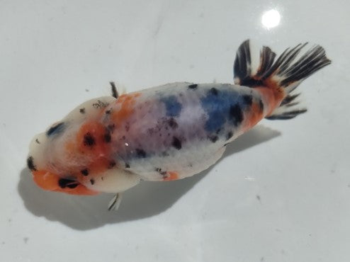 生体加藤産桜錦弐歳魚約7センチ(1匹)らんちゅう/金魚/江戸錦/変わりらんちゅう/きんぎょ/国産金魚【金魚小屋-希-福岡】