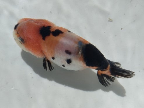 生体加藤産桜錦弐歳魚約7センチ(1匹)らんちゅう/金魚/江戸錦/変わりらんちゅう/きんぎょ/国産金魚【金魚小屋-希-福岡】