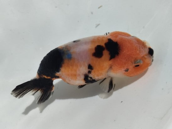 生体加藤産桜錦弐歳魚約7センチ(1匹)らんちゅう/金魚/江戸錦/変わりらんちゅう/きんぎょ/国産金魚【金魚小屋-希-福岡】