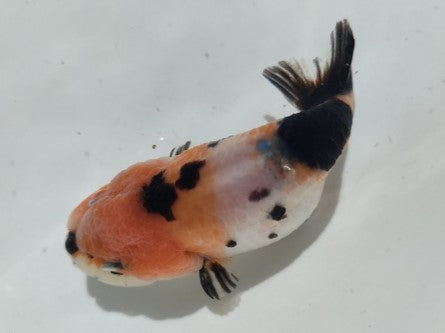 生体加藤産桜錦弐歳魚約7センチ(1匹)らんちゅう/金魚/江戸錦/変わりらんちゅう/きんぎょ/国産金魚【金魚小屋-希-福岡】