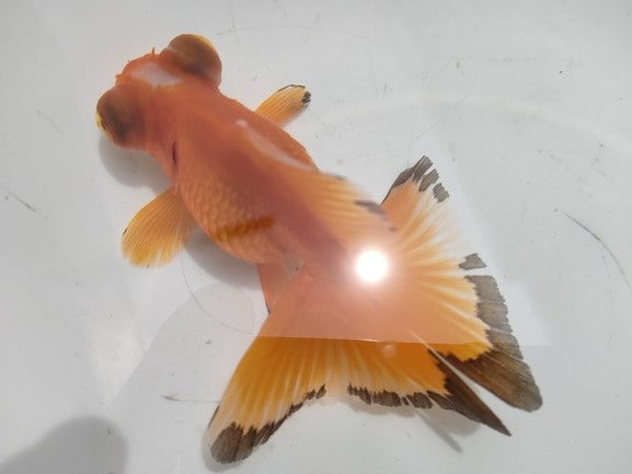 生体加藤産桜錦弐歳魚約7センチ(1匹)らんちゅう/金魚/江戸錦/変わりらんちゅう/きんぎょ/国産金魚【金魚小屋-希-福岡】