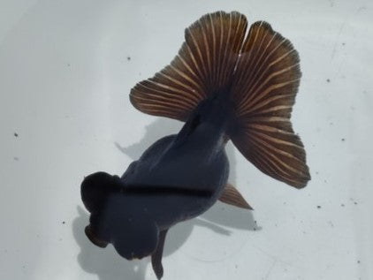 生体加藤産桜錦弐歳魚約7センチ(1匹)らんちゅう/金魚/江戸錦/変わりらんちゅう/きんぎょ/国産金魚【金魚小屋-希-福岡】