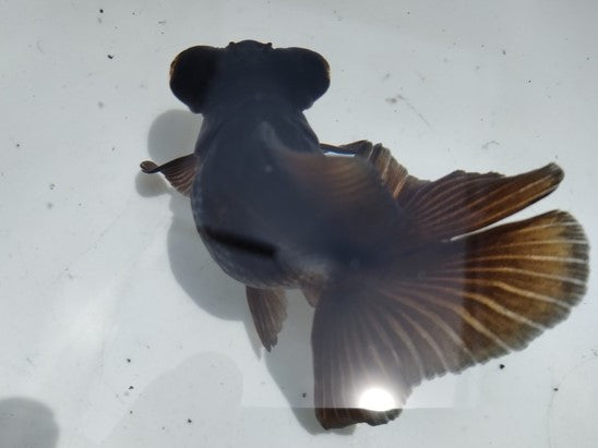 生体加藤産桜錦弐歳魚約7センチ(1匹)らんちゅう/金魚/江戸錦/変わりらんちゅう/きんぎょ/国産金魚【金魚小屋-希-福岡】