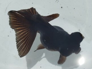生体加藤産桜錦弐歳魚約7センチ(1匹)らんちゅう/金魚/江戸錦/変わりらんちゅう/きんぎょ/国産金魚【金魚小屋-希-福岡】