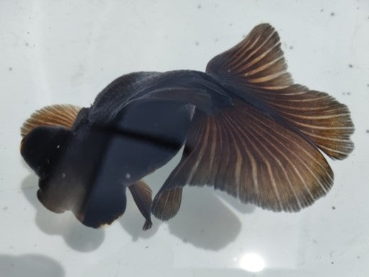 生体加藤産桜錦弐歳魚約7センチ(1匹)らんちゅう/金魚/江戸錦/変わりらんちゅう/きんぎょ/国産金魚【金魚小屋-希-福岡】
