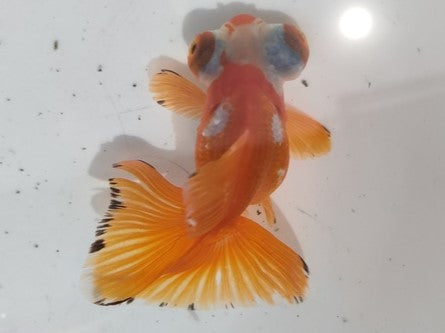 生体加藤産桜錦弐歳魚約7センチ(1匹)らんちゅう/金魚/江戸錦/変わりらんちゅう/きんぎょ/国産金魚【金魚小屋-希-福岡】