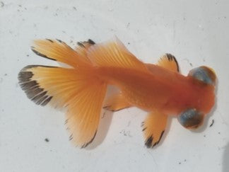 生体加藤産桜錦弐歳魚約7センチ(1匹)らんちゅう/金魚/江戸錦/変わりらんちゅう/きんぎょ/国産金魚【金魚小屋-希-福岡】