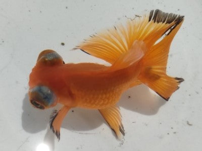 生体加藤産桜錦弐歳魚約7センチ(1匹)らんちゅう/金魚/江戸錦/変わりらんちゅう/きんぎょ/国産金魚【金魚小屋-希-福岡】