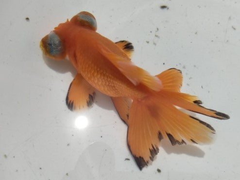 生体加藤産桜錦弐歳魚約7センチ(1匹)らんちゅう/金魚/江戸錦/変わりらんちゅう/きんぎょ/国産金魚【金魚小屋-希-福岡】