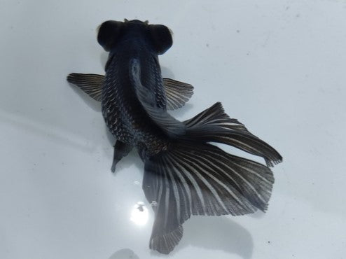生体加藤産桜錦弐歳魚約7センチ(1匹)らんちゅう/金魚/江戸錦/変わりらんちゅう/きんぎょ/国産金魚【金魚小屋-希-福岡】