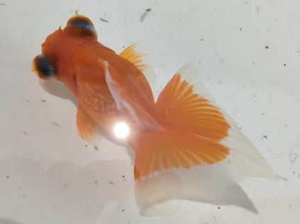 生体加藤産桜錦弐歳魚約7センチ(1匹)らんちゅう/金魚/江戸錦/変わりらんちゅう/きんぎょ/国産金魚【金魚小屋-希-福岡】