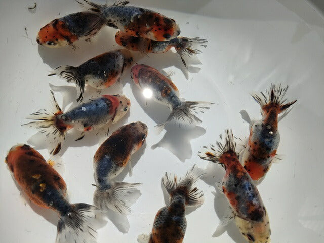 生体加藤産桜錦弐歳魚約7センチ(1匹)らんちゅう/金魚/江戸錦/変わりらんちゅう/きんぎょ/国産金魚【金魚小屋-希-福岡】
