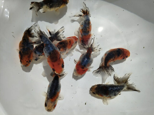生体加藤産桜錦弐歳魚約7センチ(1匹)らんちゅう/金魚/江戸錦/変わりらんちゅう/きんぎょ/国産金魚【金魚小屋-希-福岡】