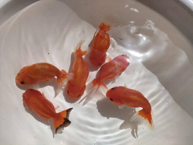 生体加藤産桜錦弐歳魚約7センチ(1匹)らんちゅう/金魚/江戸錦/変わりらんちゅう/きんぎょ/国産金魚【金魚小屋-希-福岡】