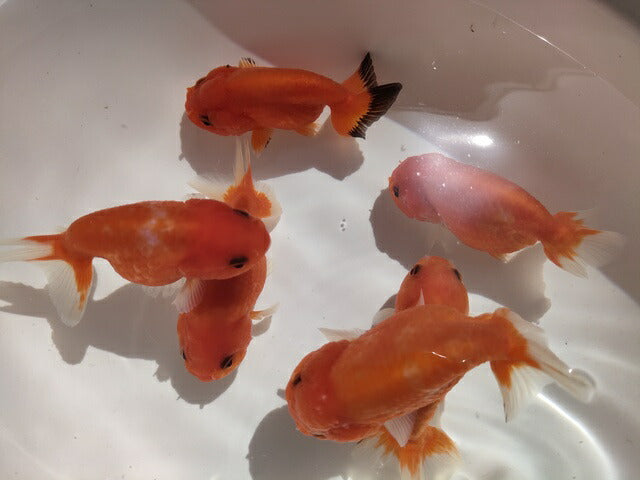 生体加藤産桜錦弐歳魚約7センチ(1匹)らんちゅう/金魚/江戸錦/変わりらんちゅう/きんぎょ/国産金魚【金魚小屋-希-福岡】
