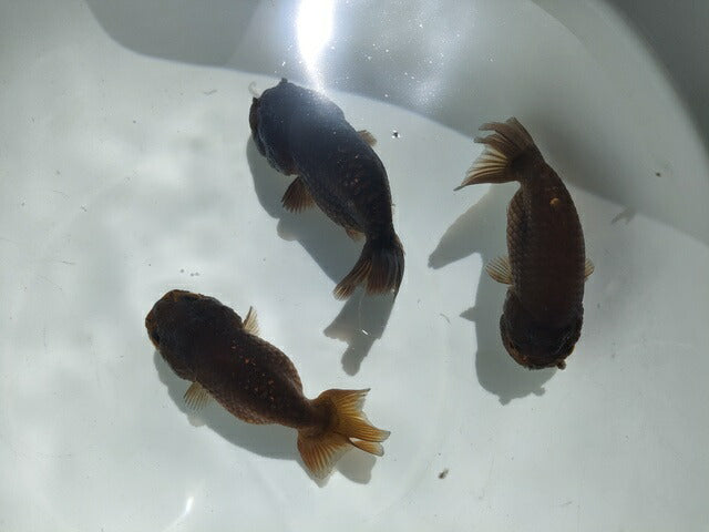 生体加藤産桜錦弐歳魚約7センチ(1匹)らんちゅう/金魚/江戸錦/変わりらんちゅう/きんぎょ/国産金魚【金魚小屋-希-福岡】