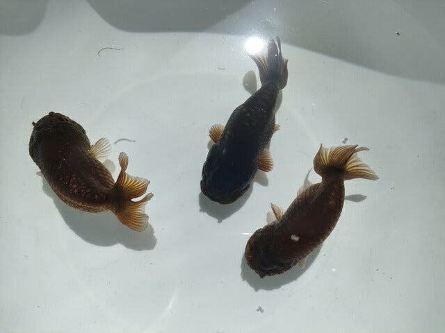 生体加藤産桜錦弐歳魚約7センチ(1匹)らんちゅう/金魚/江戸錦/変わりらんちゅう/きんぎょ/国産金魚【金魚小屋-希-福岡】