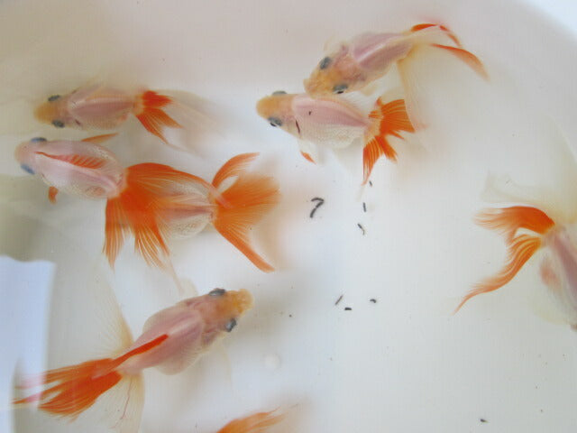 倉庫◆生体(1匹) 琉金 参歳魚 約8~10センチ リュウキン/金魚/りゅうきん/きんぎょ/国産金魚【金魚小屋-希-福岡】