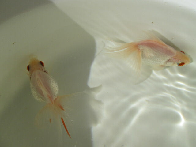 goldfish-36