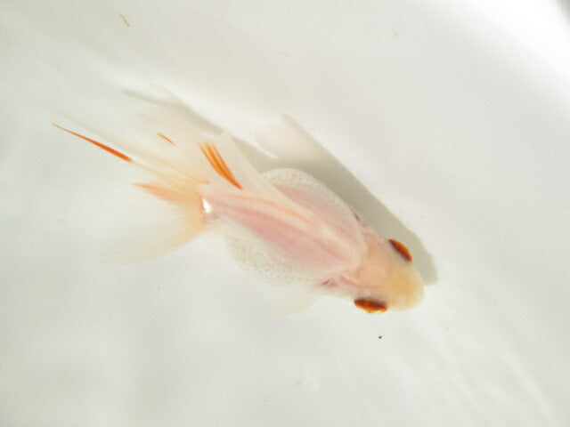 goldfish-36
