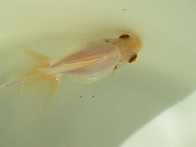 goldfish-36