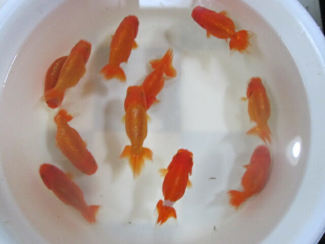 倉庫◆生体(1匹) らんちゅう 明弐歳魚 約8〜9センチ ランチュウ/金魚/らんちう/きんぎょ/国産金魚【金魚小屋-希-福岡】