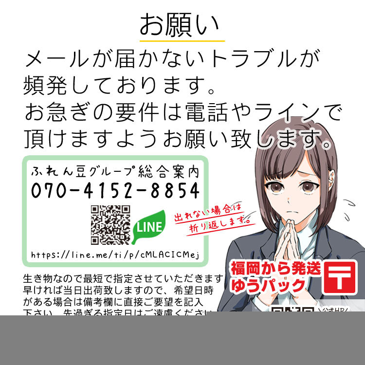 生体 弥富産キャリコ琉金 約6センチ(1匹)和金/出目金/オランダ/東錦/金魚/きんぎょ/国産金魚【金魚小屋-希-福岡】