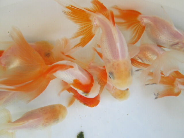 倉庫◆生体 オランダ獅子頭 明弐歳 約7〜9センチ(1匹) シシガシラ/金魚/おらんだししがしら/きんぎょ/国産金魚【金魚小屋-希-福岡】