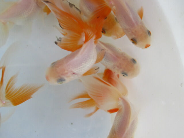 倉庫◆生体 オランダ獅子頭 明弐歳 約7〜9センチ(1匹) シシガシラ/金魚/おらんだししがしら/きんぎょ/国産金魚【金魚小屋-希-福岡】