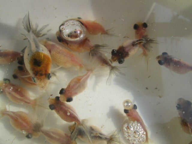 倉庫◆生体 変わり竜 当歳魚 約4~5センチ(3匹セット) 穂竜/金魚/ほりゅう/きんぎょ/国産金魚【金魚小屋-希-福岡】