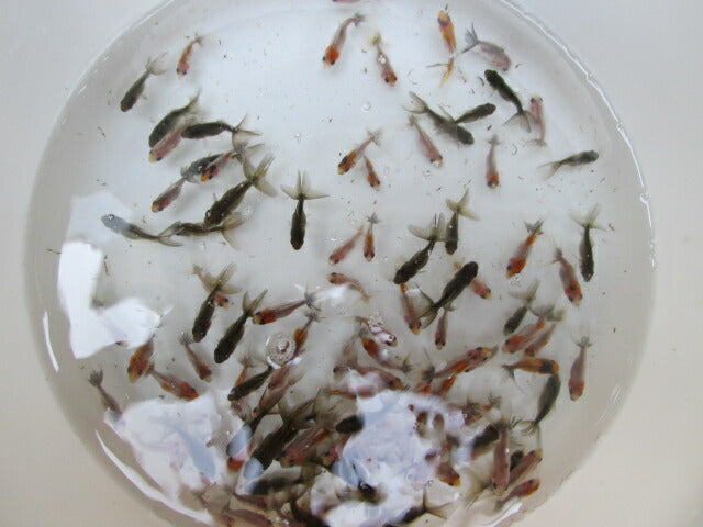 倉庫◆生体 鈴木東錦 当歳魚 約3~4センチ(4匹セット) 東錦/金魚/あずまにしき/きんぎょ/国産金魚【金魚小屋-希-福岡】