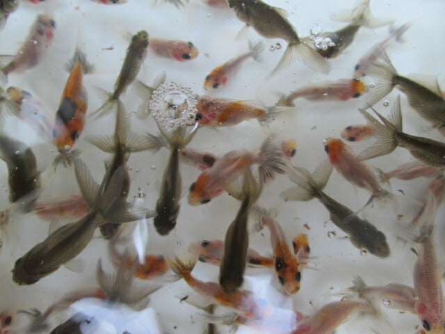 倉庫◆生体 鈴木東錦 当歳魚 約3~4センチ(4匹セット) 東錦/金魚/あずまにしき/きんぎょ/国産金魚【金魚小屋-希-福岡】