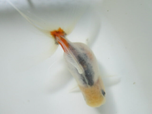 倉庫◆生体(1匹) NO.1鈴木東錦 弐歳魚 約8センチ アズマニシキ/金魚/あずまにしき/すずきあずま/きんぎょ/国産金魚【金魚小屋-希-福岡】