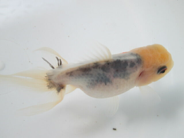 倉庫◆生体(1匹) NO.3鈴木東錦 弐歳魚 約8センチ アズマニシキ/金魚/あずまにしき/すずきあずま/きんぎょ/国産金魚【金魚小屋-希-福岡】