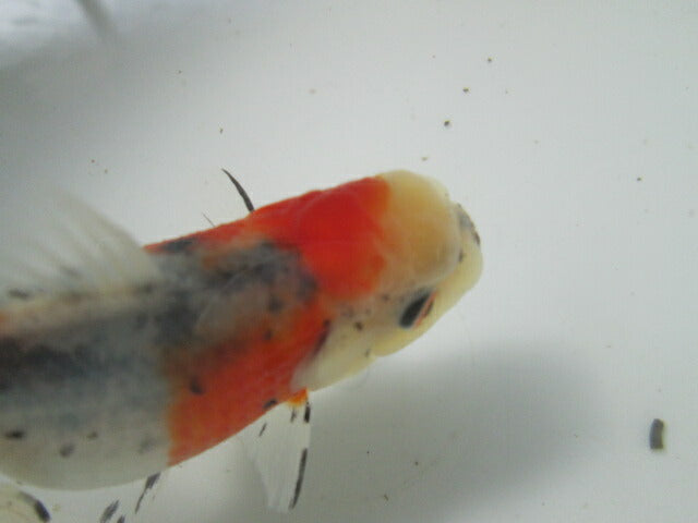 倉庫◆生体(1匹) NO.4鈴木東錦 弐歳魚 約8センチ アズマニシキ/金魚/あずまにしき/すずきあずま/きんぎょ/国産金魚【金魚小屋-希-福岡】