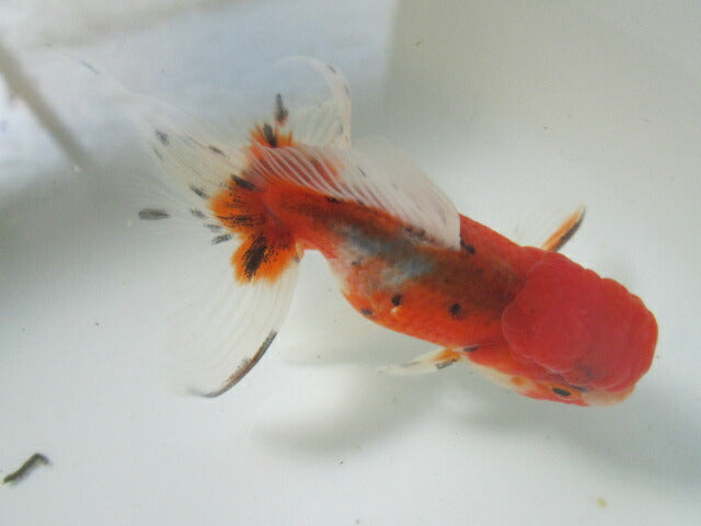 倉庫◆生体(1匹) NO.5鈴木東錦 弐歳魚 約8センチ アズマニシキ/金魚/あずまにしき/すずきあずま/きんぎょ/国産金魚【金魚小屋-希-福岡】