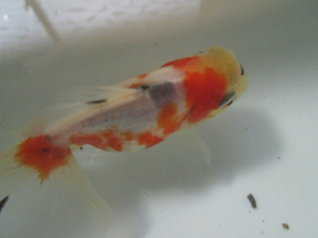 倉庫◆生体(1匹) NO.7鈴木東錦 弐歳魚 約8センチ アズマニシキ/金魚/あずまにしき/すずきあずま/きんぎょ/国産金魚【金魚小屋-希-福岡】