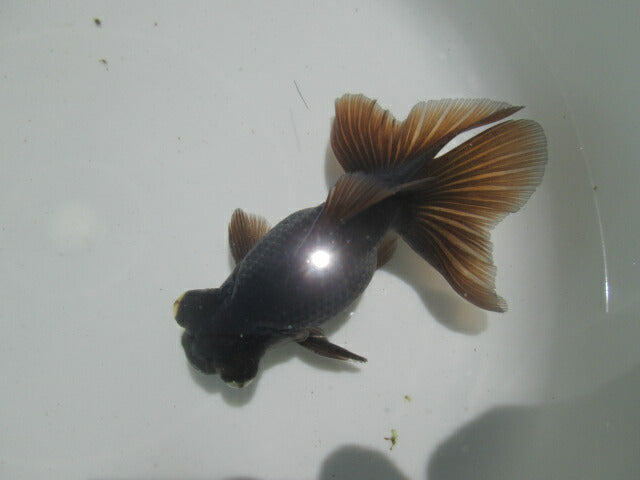 倉庫◆生体(1匹) 蝶尾 参歳魚 黒色 約10~11センチ チョウビ/金魚/ちょうび/出目金/きんぎょ/国産金魚【金魚小屋-希-福岡】