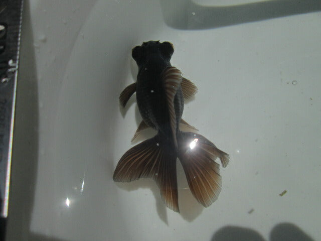 倉庫◆生体(1匹) 蝶尾 参歳魚 黒色 約10~11センチ チョウビ/金魚/ちょうび/出目金/きんぎょ/国産金魚【金魚小屋-希-福岡】
