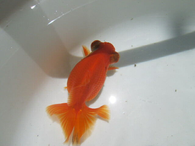 倉庫◆生体(1匹) 蝶尾 参歳魚 素赤 約8~9センチ チョウビ/金魚/ちょうび/出目金/きんぎょ/国産金魚【金魚小屋-希-福岡】