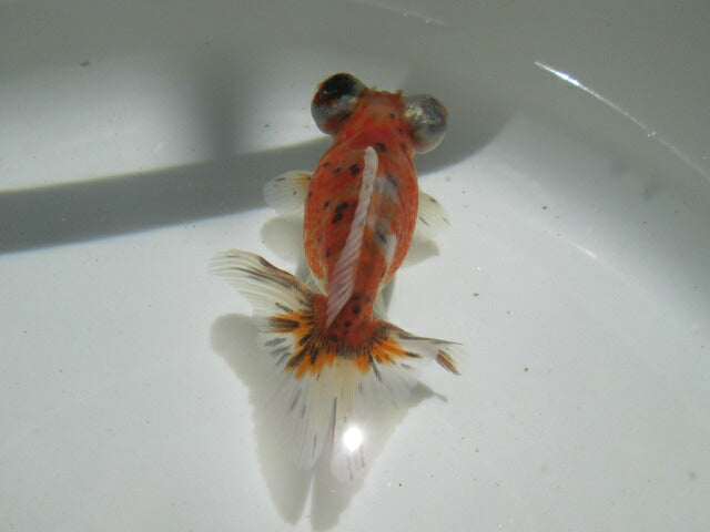 倉庫◆生体(1匹) 蝶尾 参歳魚 三色 約8~9センチ チョウビ/金魚/ちょうび/出目金/きんぎょ/国産金魚【金魚小屋-希-福岡】
