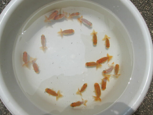 倉庫◆生体 らんちゅう当歳魚 約4〜5センチ(3匹セット) ランチュウ/金魚/らんちう/きんぎょ/国産金魚【金魚小屋-希-福岡】