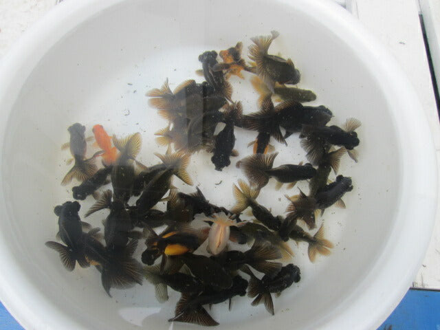 倉庫◆生体 黒蝶尾 当歳魚 約7~8センチ(1匹) チョウビ/金魚/出目金/ちょうび/きんぎょ/国産金魚【金魚小屋-希-福岡】