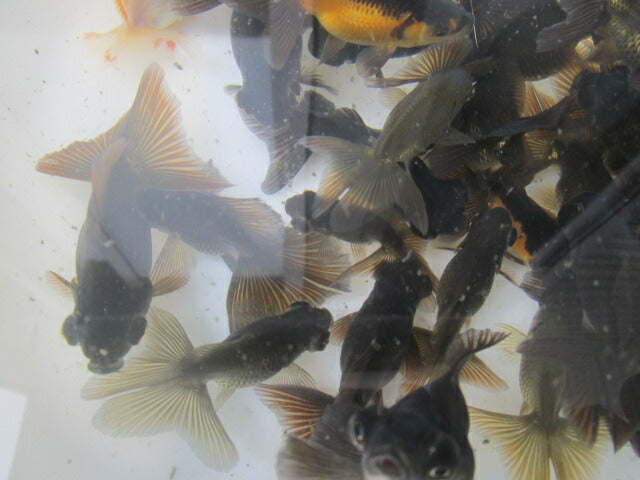 倉庫◆生体 黒蝶尾 当歳魚 約7~8センチ(1匹) チョウビ/金魚/出目金/ちょうび/きんぎょ/国産金魚【金魚小屋-希-福岡】