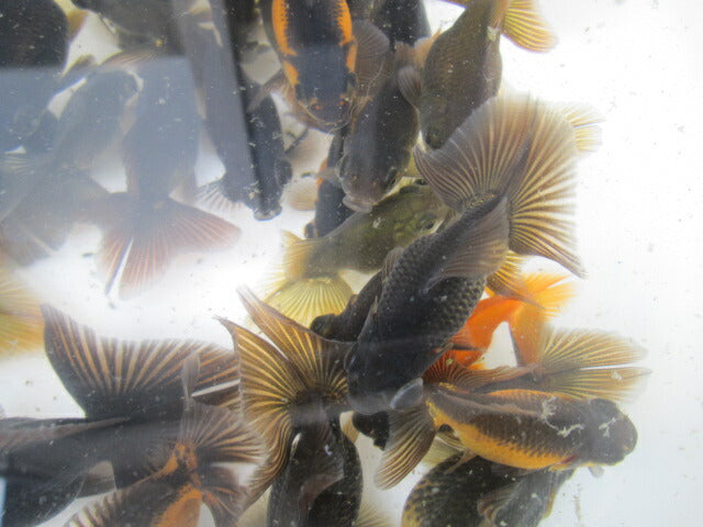 倉庫◆生体 黒蝶尾 当歳魚 約7~8センチ(1匹) チョウビ/金魚/出目金/ちょうび/きんぎょ/国産金魚【金魚小屋-希-福岡】