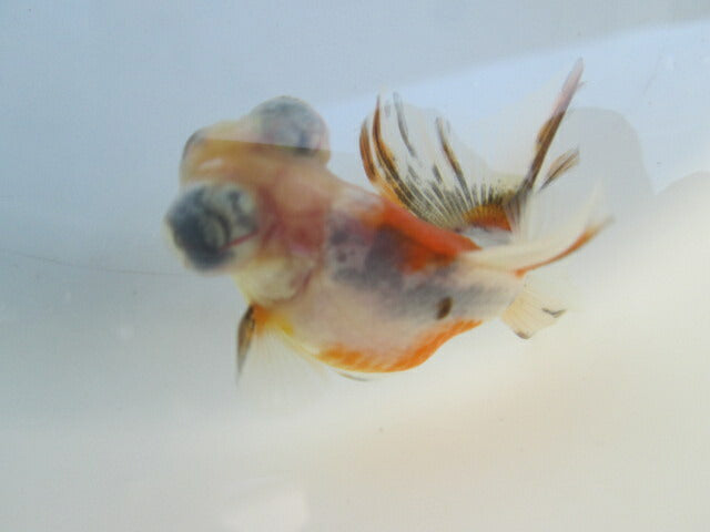 倉庫◆生体(1匹) 蝶尾 当歳魚 約7~8センチ(1) チョウビ/金魚/出目金/ちょうび/きんぎょ/国産金魚【金魚小屋-希-福岡】