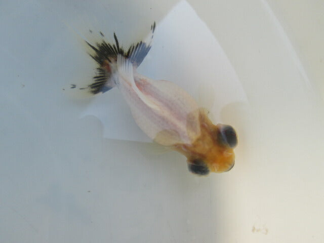 倉庫◆生体(1匹) 蝶尾 当歳魚 約7~8センチ(3) チョウビ/金魚/出目金/ちょうび/きんぎょ/国産金魚【金魚小屋-希-福岡】