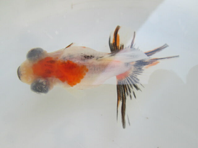 倉庫◆生体(1匹) 蝶尾 当歳魚 約7~8センチ(4) チョウビ/金魚/出目金/ちょうび/きんぎょ/国産金魚【金魚小屋-希-福岡】